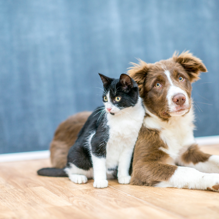 red light therapy for pets